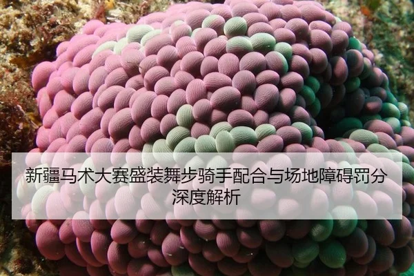 xin-jiang-ma-shu-da-sai-sheng-zhuang-wu-bu-qi-shou-pei-he-yu-chang-di-zhang-ai-fa-fen-shen-du-jie-xi-2-927.jpg